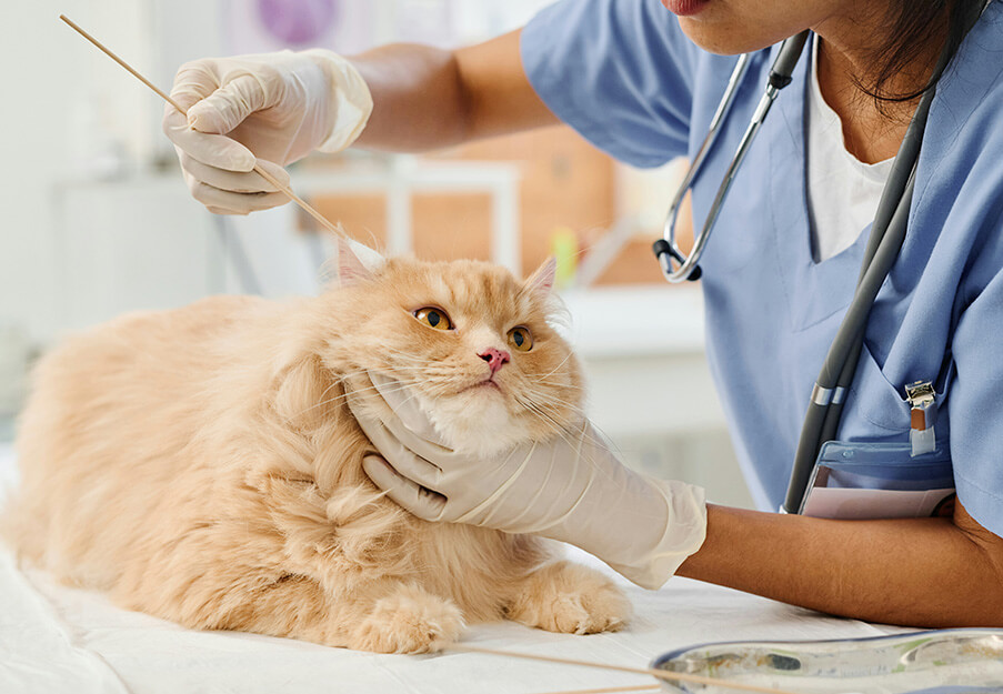 Vet applying alternative medicine to a cats ear