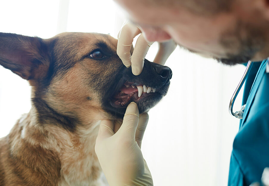 Vet inspecting a dogs tooth