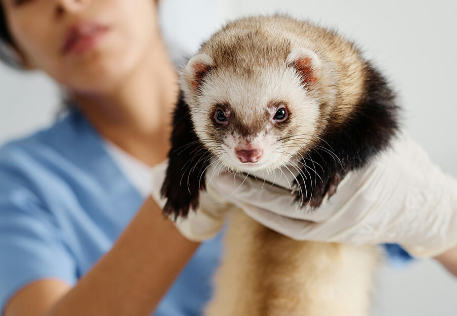 Exotic pet getting a wellness exam