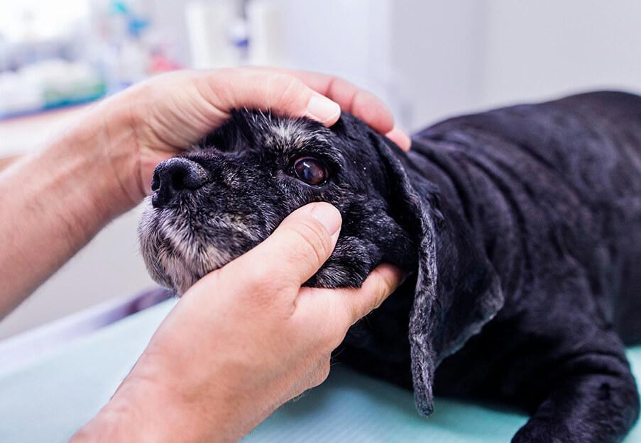 Senior dog getting their eyes checked out