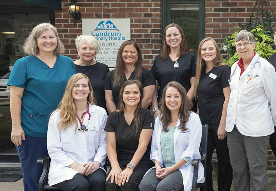 Meet our team photo cat reaching up and to the right surrounded by paw and yarn doodles