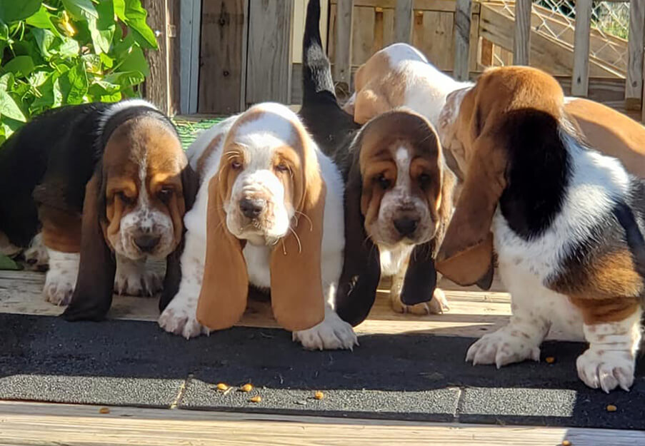 Our Dog Breeding services cat reaching up and to the right surrounded by paw and yarn doodles