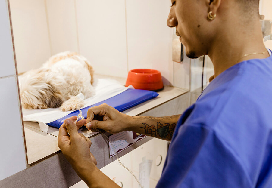 Vet applying medicine to a sick dog
