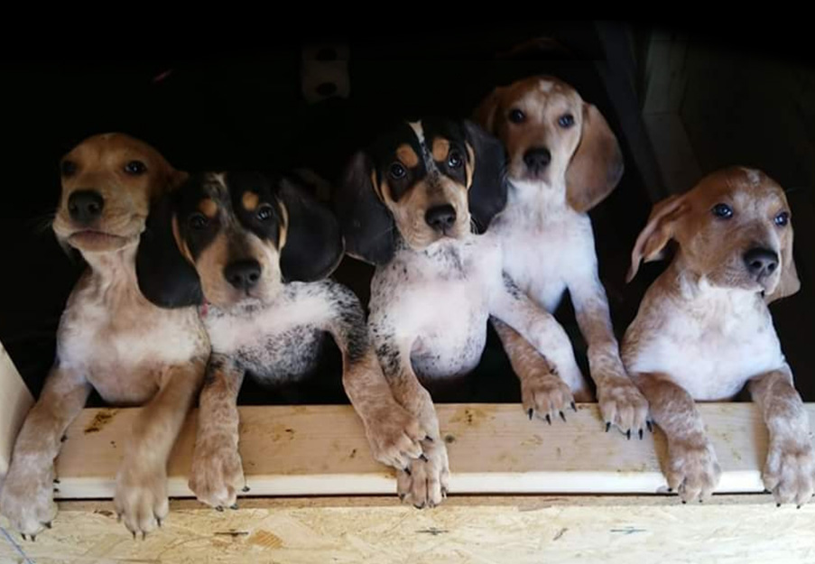 cat reaching up and to the right surrounded by paw and yarn doodles