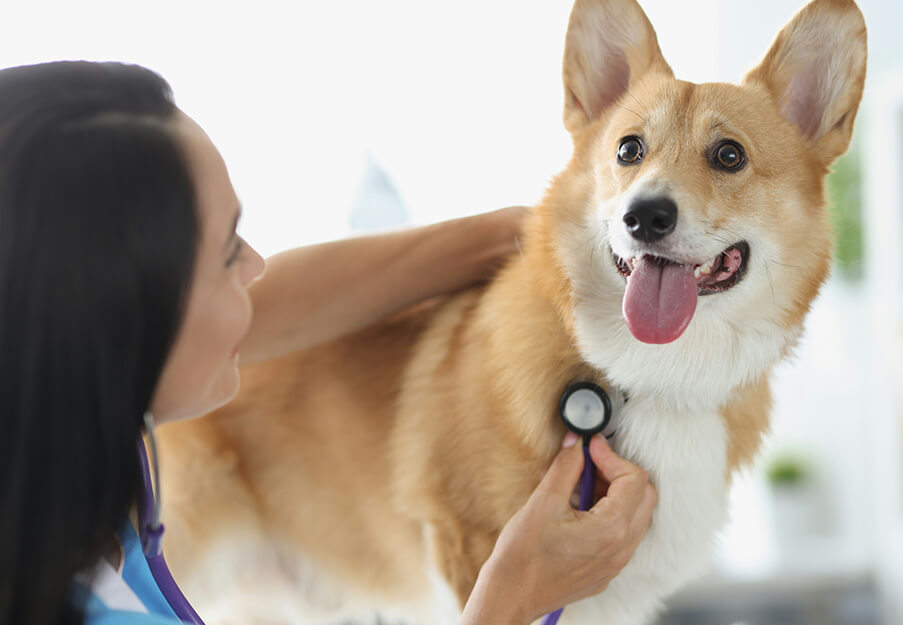 Vet examining a dog during a wellness exam