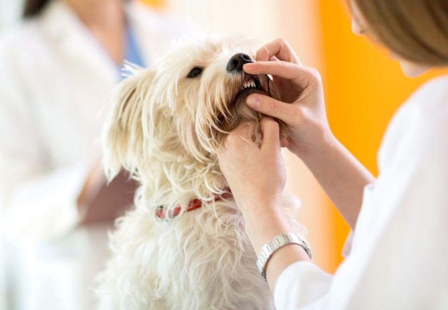 A dog being examined by a vet