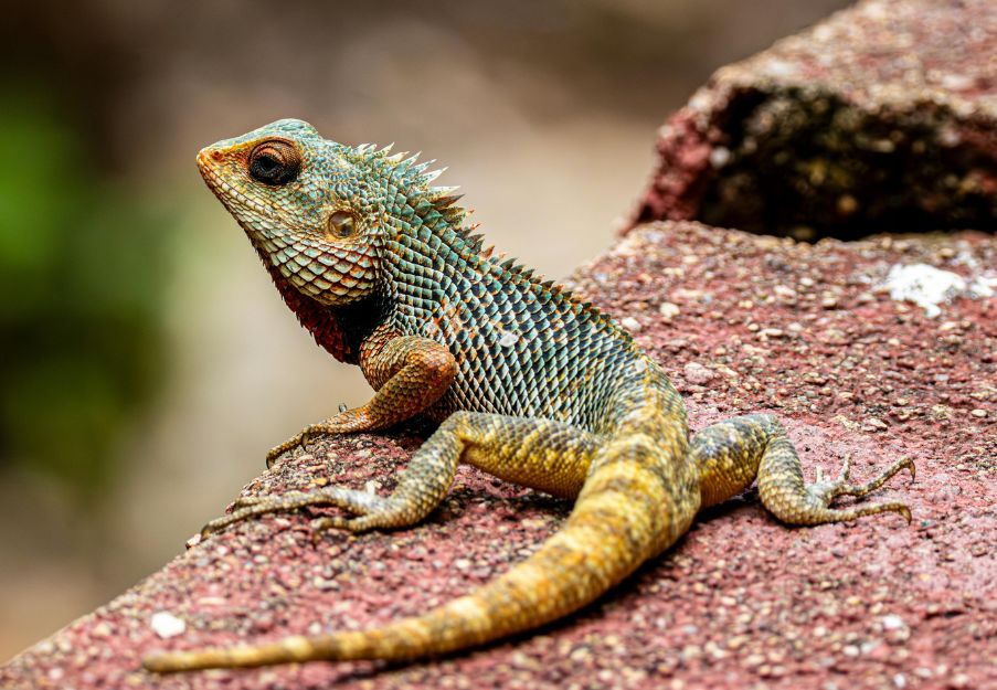 A lizard is sitting on top of a rock