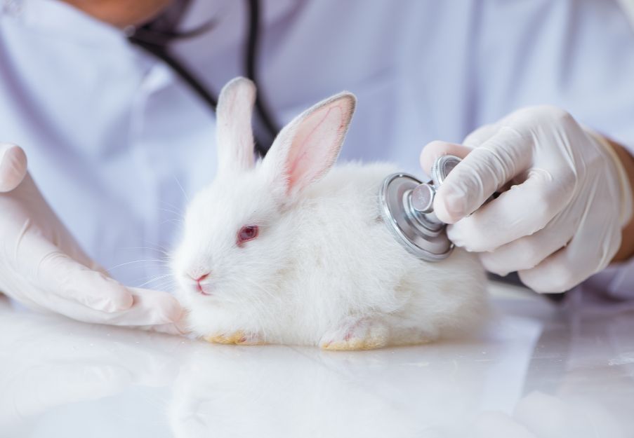 A rabbit is being examined by a doctor A rabbit is being examined by a doctor