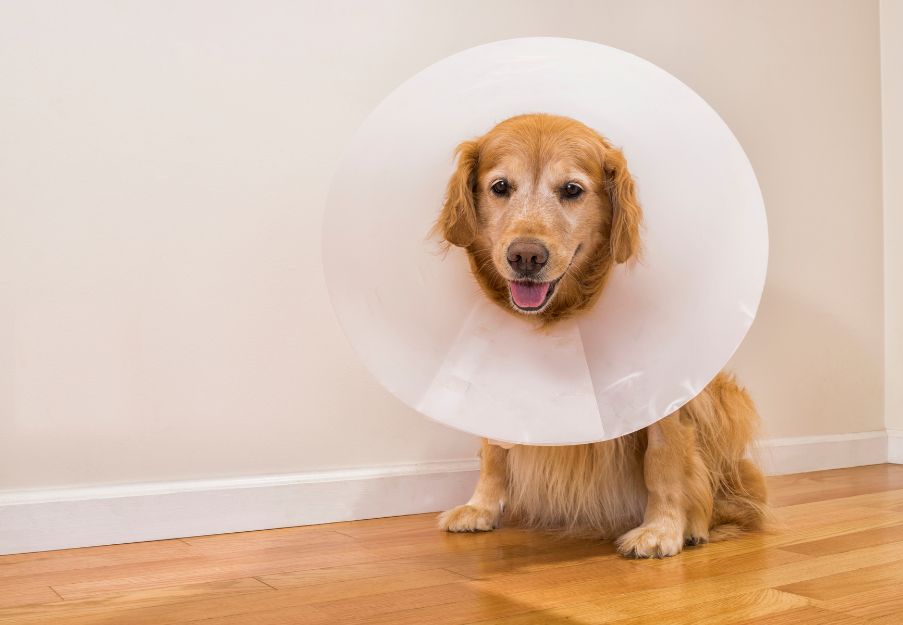 a dog wearing a cone on its head
