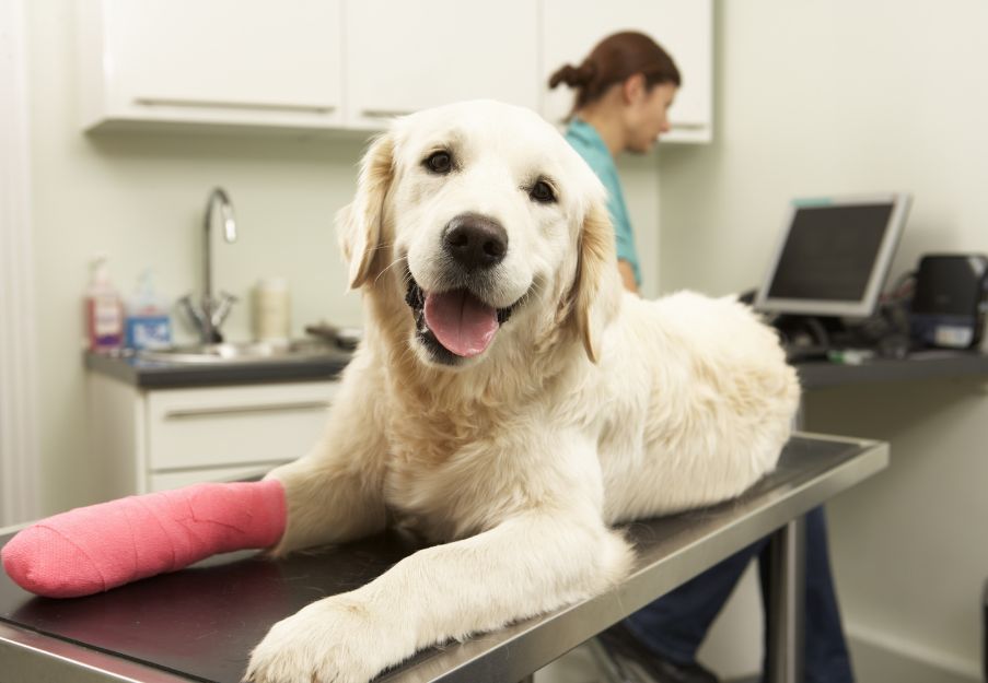 a dog with a cast on its leg in a vet's office a dog with a cast on its leg in a vet's office