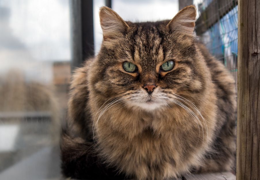 a long haired cat with green eyes sitting on a wooden floor a long haired cat with green eyes sitting on a wooden floor