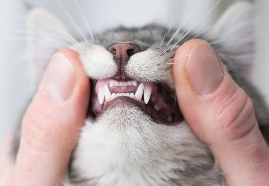 a person holding up a cat with its mouth open a person holding up a cat with its mouth open