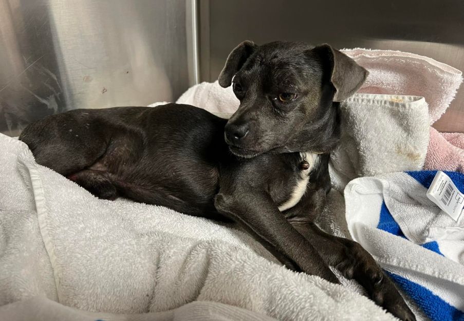 a small dog laying on top of a towel a small dog laying on top of a towel