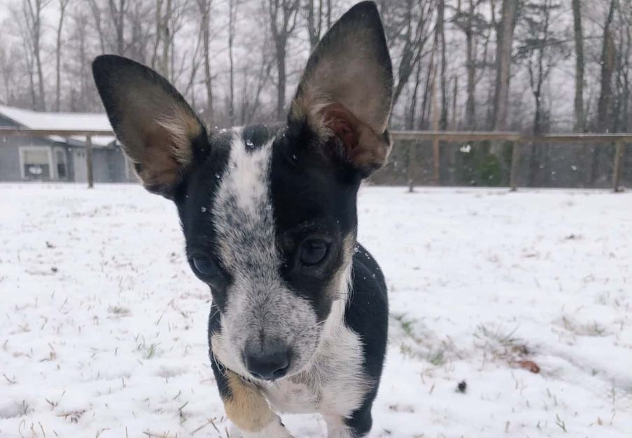 a small dog standing in the snow