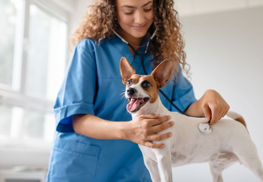 a vet examining a dog with a stethoscope