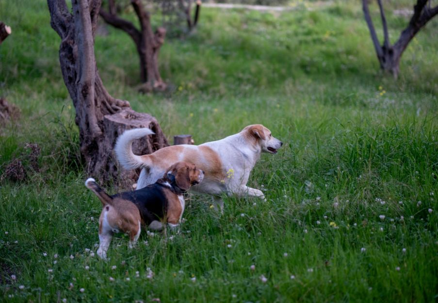 two dogs running in the grass near a tree two dogs running in the grass near a tree