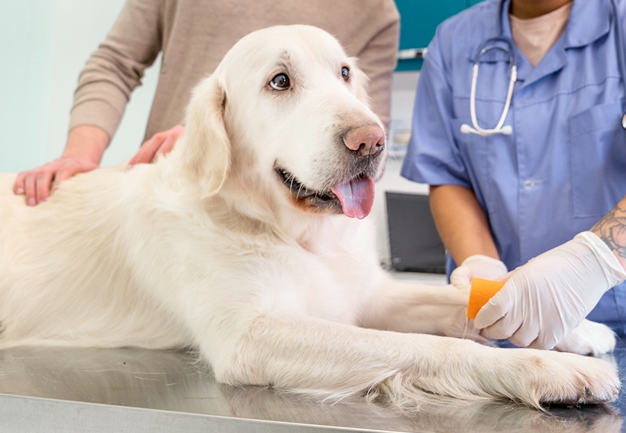 a vet hold a dog